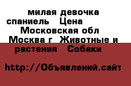 милая девочка спаниель › Цена ­ 10 000 - Московская обл., Москва г. Животные и растения » Собаки   